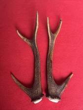 PAIR OF SIKA DEER ANTLERS 240g.   aprox. 26/26.5cm.