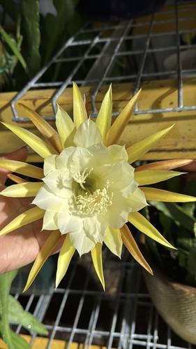 Epiphyllum orchid cactus - orchid, “