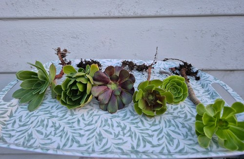 Aeonium cuttings - aeonium, 6x
