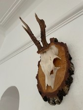 Antlers of a Roe Deer 735