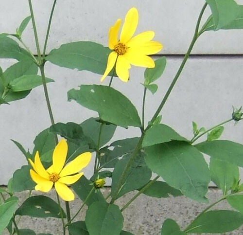 Helianthus perennial - ,