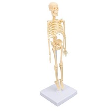 ˜Human Skeleton Model