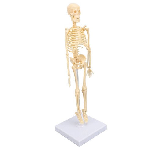 Human skeleton model - ˜human,