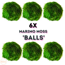 6x Marimo Moss Balls Shrimp Java Aquarium Plant Aquatic Gift Vase Pet