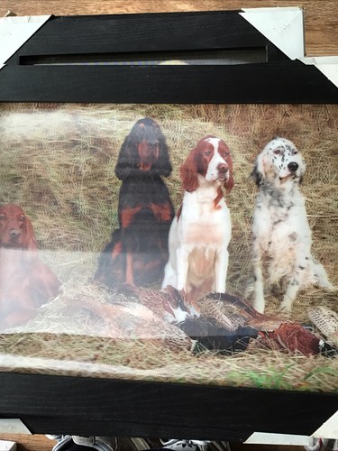 Irish english setters a3 - setters,