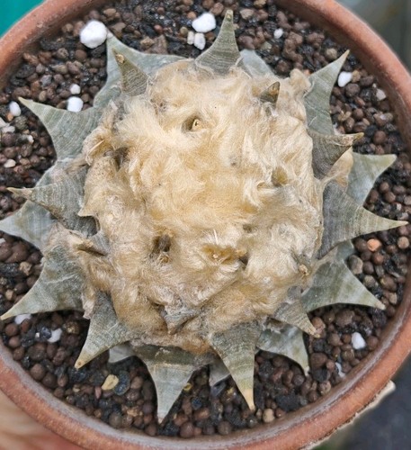 Ariocarpus retusus huizache - ariocarpus,