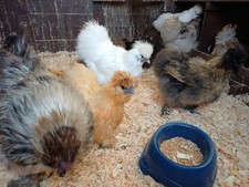Silkie eggs (not suitable for