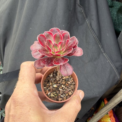 Aeonium chanel width 2 - width, 1/2