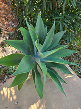 Aloe arborescens - Krantz Aloe Seeds 10 Count