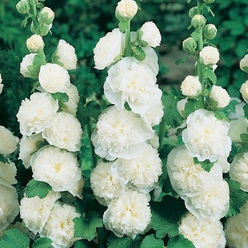 White hollyhock double flower - hollyhock,