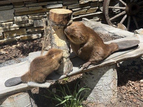 Beaver taxidermy diorama - taxidermy,