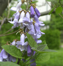 Bluebell Tree 125-150cm - Paulownia tomentosa