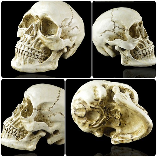 1pc anatomical teaching - 1pc,