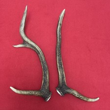 PAIR OF RED DEER ANTLERS 300g