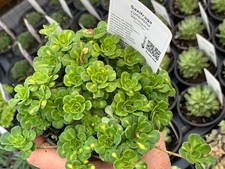 Saxifraga cuneifolia