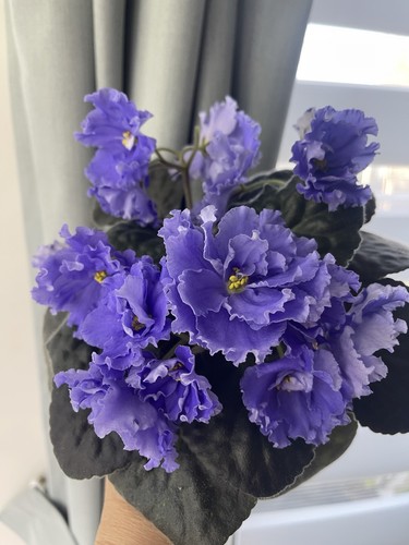 African violets one fresh - african,