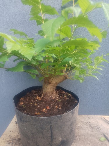 Elm bonsai tree chunky - tree,