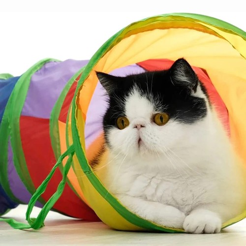 Foldable cat tunnel - cat,