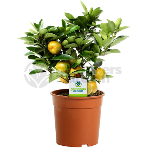 Citrus calamondin plant - citrus,