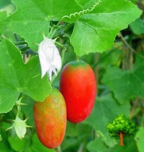 Seeds ivy gourd - ivy,