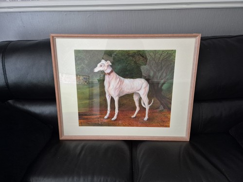The white greyhound daisy by - white, 'daisy'