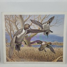 Rare 1983 Ducks Unlimimited 10x13 Print Program SF Robert Steiner SIGNED