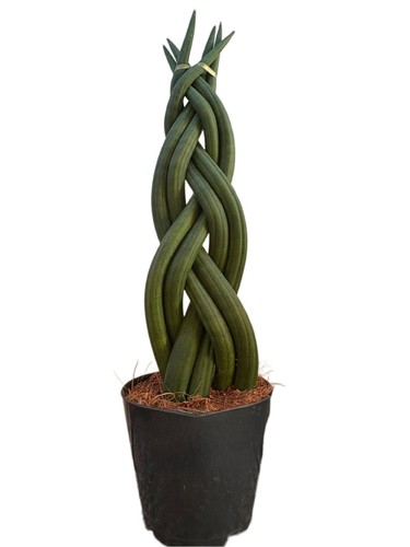 Sansevieria cylindrica braided - cylindrica,