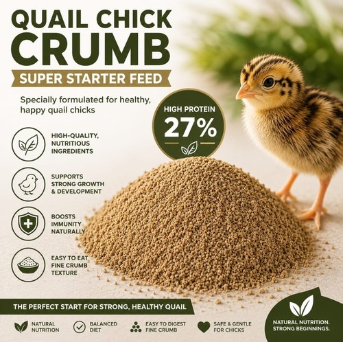 Superstarter quail partridge - superstarter,