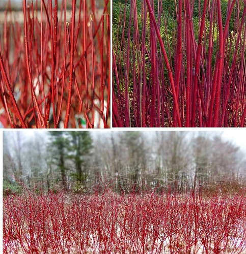Red dogwood cornus alba - red, |