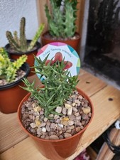 Orbea Semota Orientalis