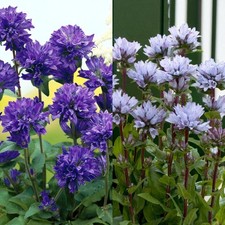 Campanula Bare Roots -