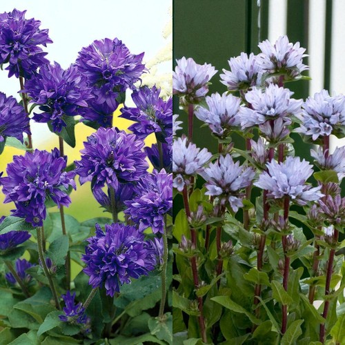 Campanula bare roots - campanula,