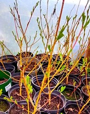 Flame willow cuttings - 10,