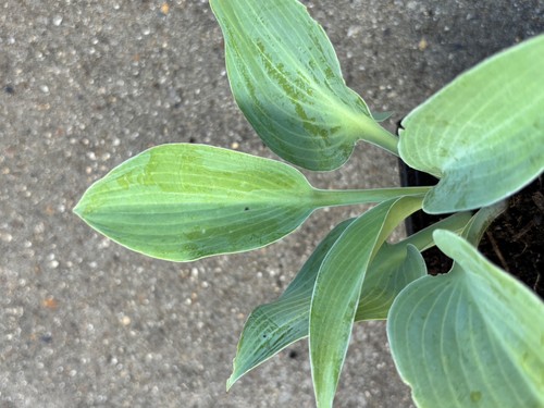 Hosta sunny halcyon small - hosta,
