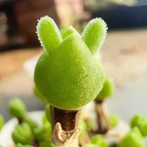 10x dicrocaulon ramulosum - 10x,