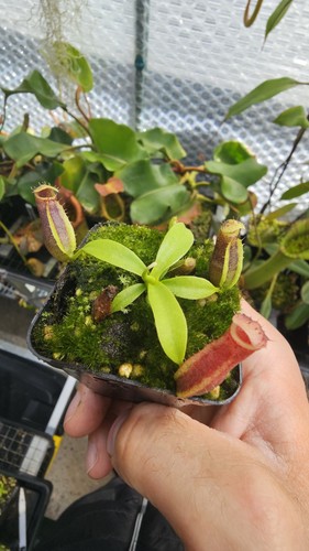 Nepenthes naga seed grown - nepenthes,