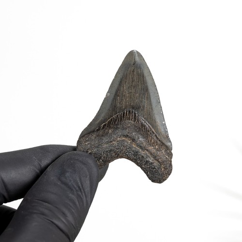 Inch megalodon shark tooth - shark,