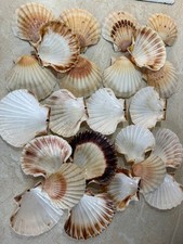 Natural Scallop Shells – Set