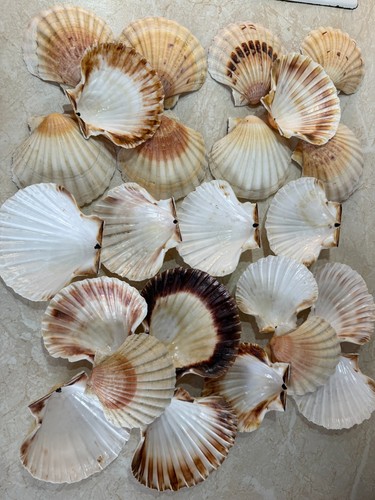 Natural scallop shells - natural, set
