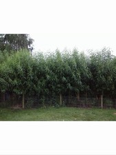 50 Willow Cuttings 12” Long, 20% free, Fast Growing (Hedging, Logs, Windbreak)