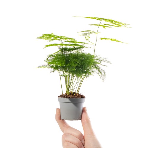 Baby asparagus fern plant - asparagus,