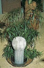 Cyperus Umbrella Plant Annual