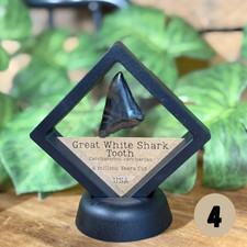 Great White Shark Tooth in