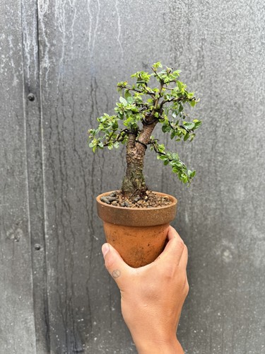 Ulmus parvifolia chinese elm - chinese,