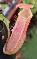 Nepenthes veitchii 'Pa'Umor x