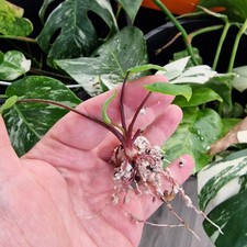 Colocasia ‘Pharaoh’s