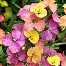 Erysimum Paintbox, wallflower