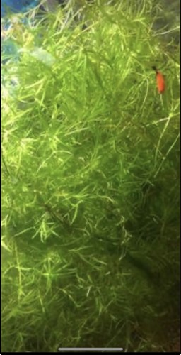 Guppy grass grams - guppy,