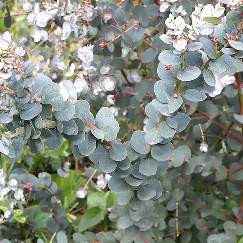 Eucalyptus gunnii azura cider - eucalyptus,
