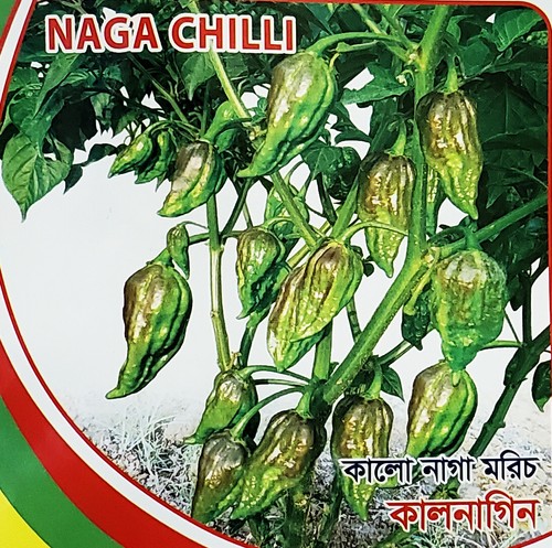 Naga moris kala - naga, (